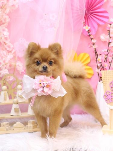 20250305ショコラちゃん